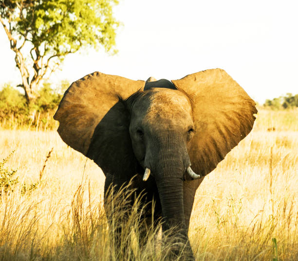 istock Creative Wildlife pictures of Bwabwata ,Namibia 1403620519