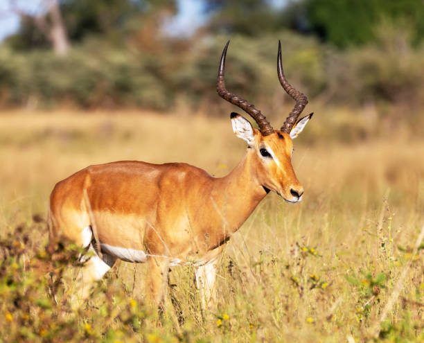 istock Creative Wildlife pictures of Bwabwata ,Namibia 1403620541
