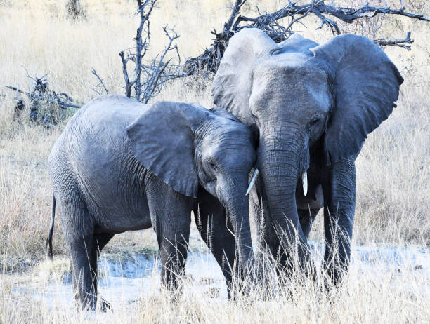 istock Creative Wildlife pictures of Bwabwata ,Namibia 1403620548