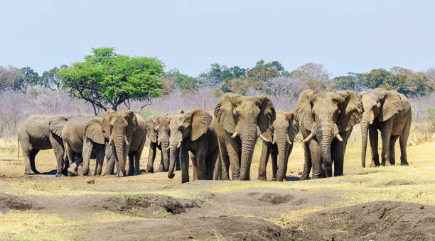 istock Creative Wildlife pictures of Bwabwata ,Namibia 1403621064