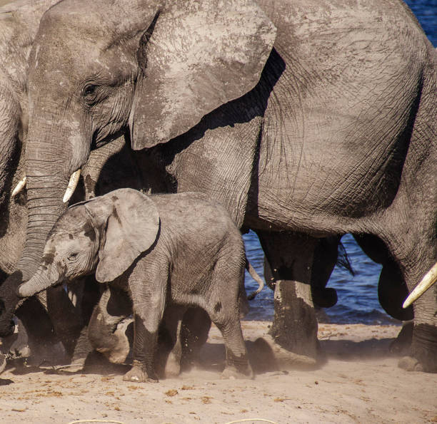 Creative Wildlife pictures of Bwabwata ,Namibia