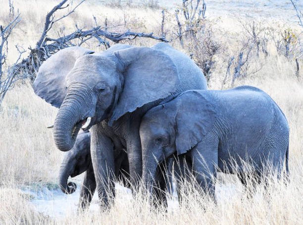 Creative Wildlife pictures of Bwabwata ,Namibia