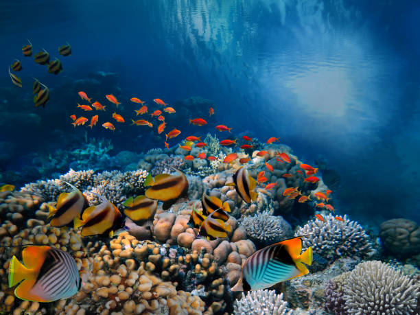 istock Underwater scene. Coral reef and fish groups 1403621158