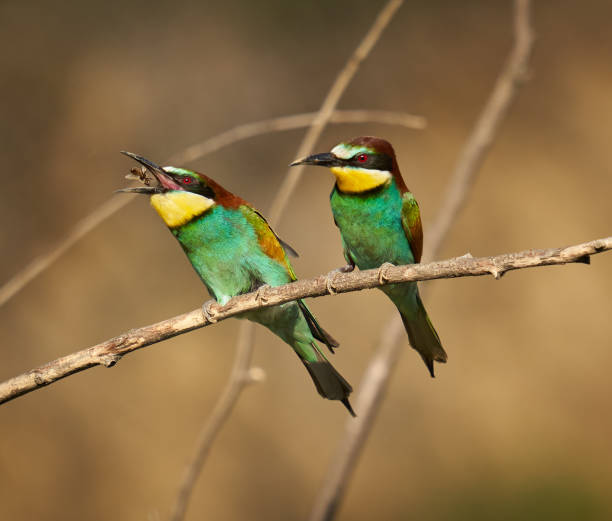 istock Bee-eaters in a sunny day 1403621481