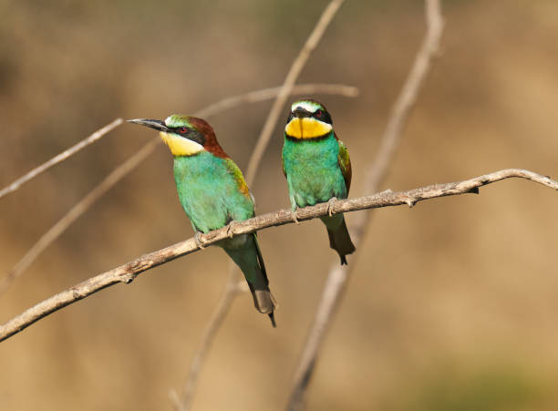 istock Bee-eaters in a sunny day 1403621487