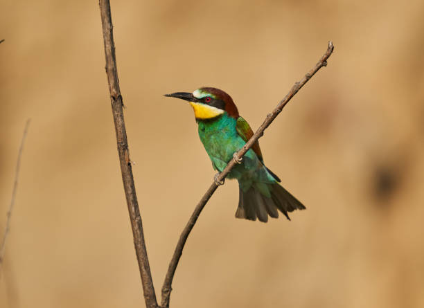 istock Bee-eaters in a sunny day 1403621498