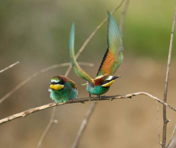 istock Bee-eaters in a sunny day 1403621502