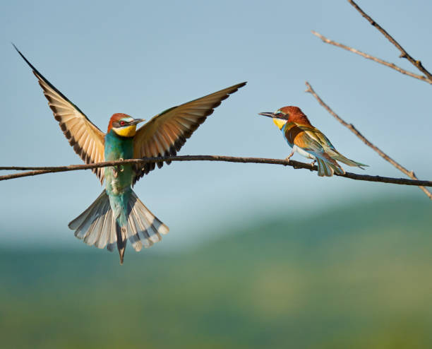 istock Bee-eaters in a sunny day 1403621529