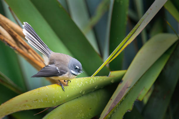 oiseau fantail perché sur le lin indigène de nouvelle-zélande. - native bird photos et images de collection