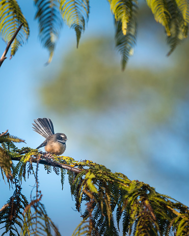 Fantail bird perched on a tree branch. Vertical format.