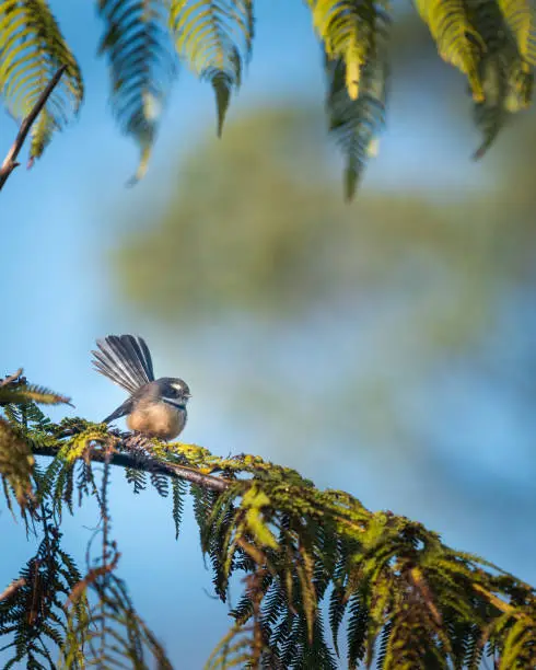 Photo of Fantail bird perched on a tree branch. Vertical format.