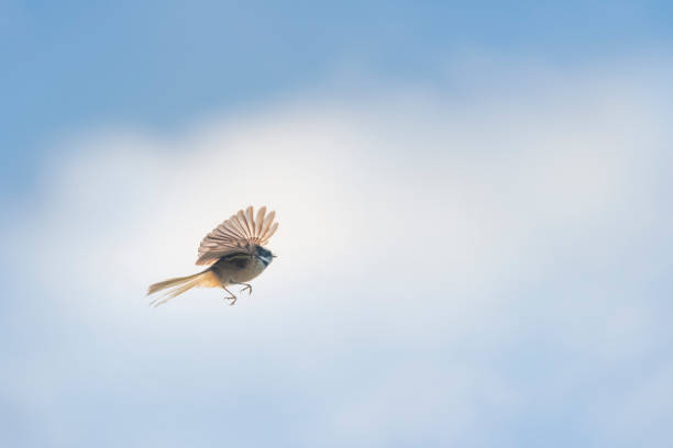 istock Fantail bird in flight with wings wild open, against a blue sky with white clouds. 1403621566