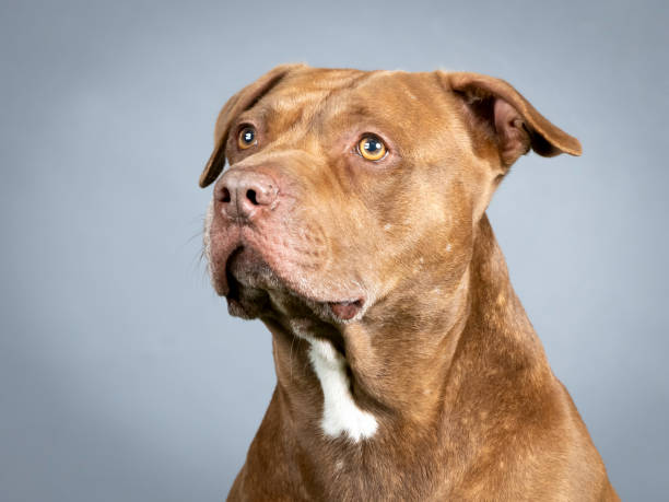 Portrait of a brown pitbull in a photography studio Portrait of a brown pitbull in a photography studio spanish mastiff puppies stock pictures, royalty-free photos & images