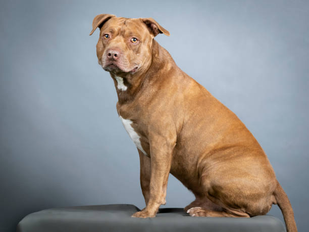 Brown pitbull sitting in a photo studio Brown pitbull sitting in a photo studio spanish mastiff puppies stock pictures, royalty-free photos & images