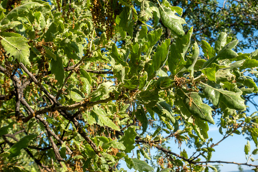 Flowers and leaves of an oak in a forest during spring
