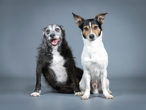 Two dogs sitting in a photo studio