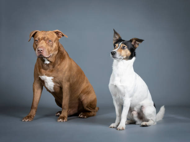 istock Jack russell terrier and pitbull sitting in a photography studio 1403622625