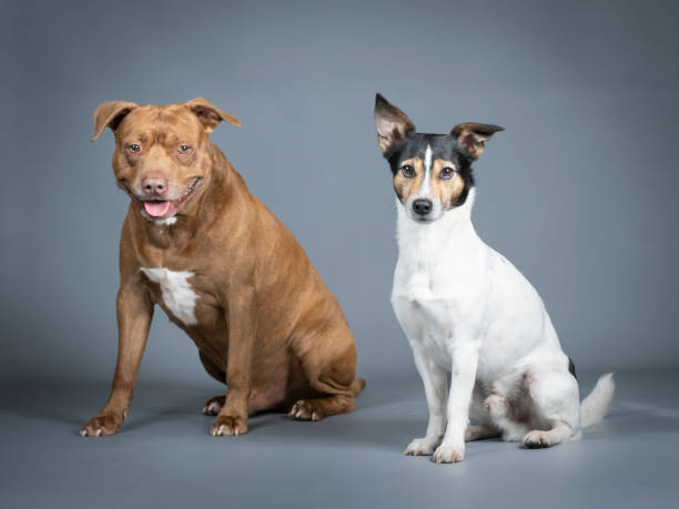 istock Jack russell terrier and pitbull sitting in a photography studio 1403622643