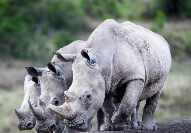 istock Laikipia ,Kenya wildlife  Pictures 1403622656