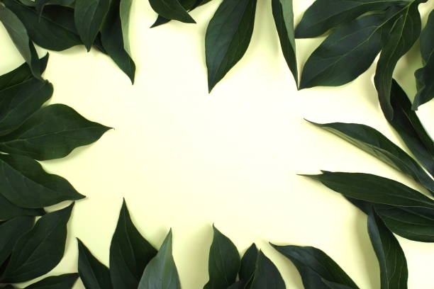 istock Green peony leaves lie on a yellow background with space for text. 1403622726