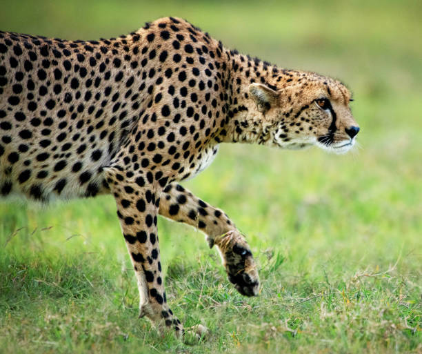 istock Laikipia ,Kenya wildlife  Pictures 1403622747