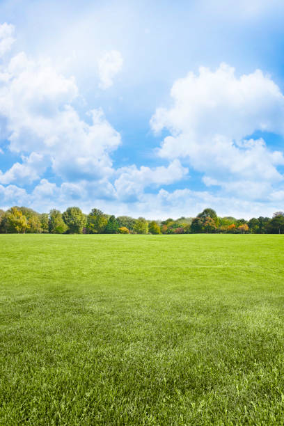 istock Beautiful green mowed lawn with trees and sky on background - image with copy space 1403622817