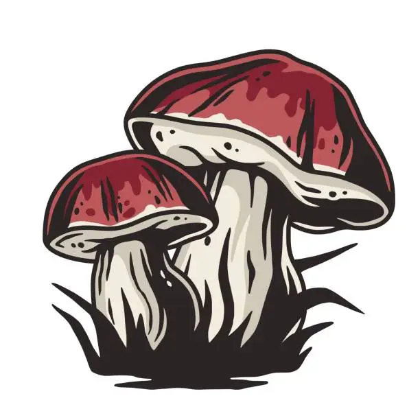 Vector illustration of Mushroom picking porcini, cep or boletus fungi