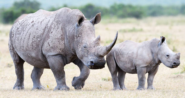istock Laikipia ,Kenya wildlife  Pictures 1403622886