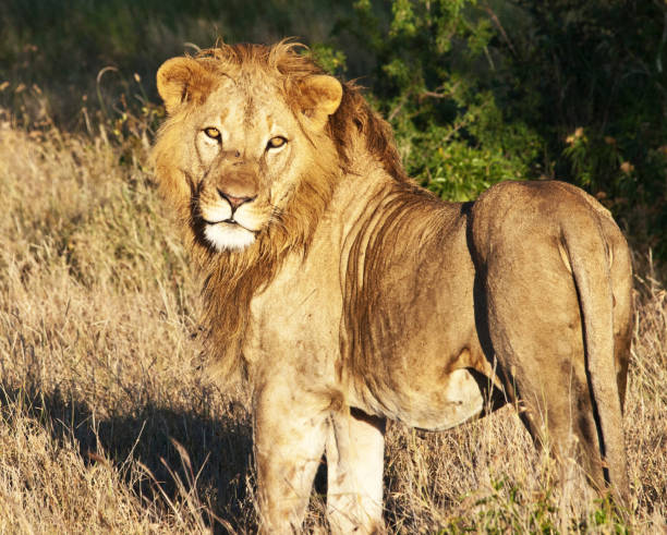 istock Laikipia ,Kenya wildlife  Pictures 1403622912