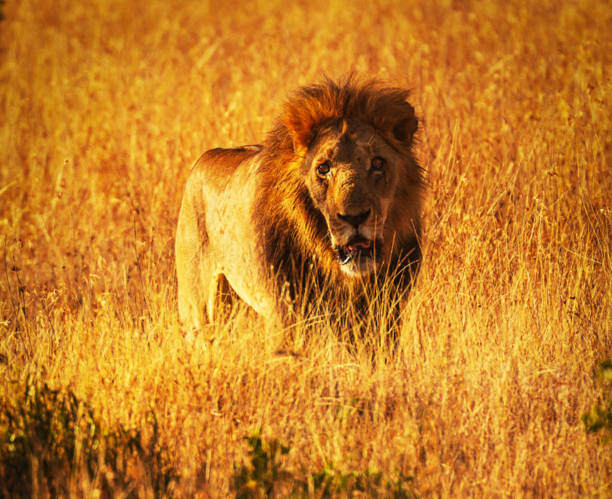 istock Laikipia ,Kenya wildlife  Pictures 1403622930