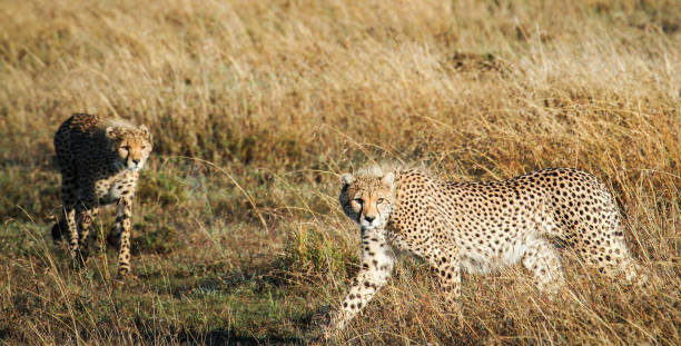 istock Laikipia ,Kenya wildlife  Pictures 1403622965