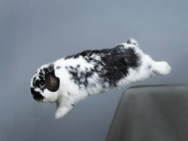 Grey running rabbit isolated on a white background