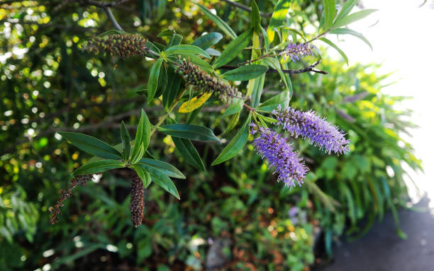 istock violet flower blooming in garden nature background 1403623689