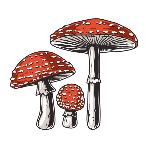 ilustraciones, imágenes clip art, dibujos animados e iconos de stock de recolección de setas de amanita. setas agáricas voladoras - fly agaric