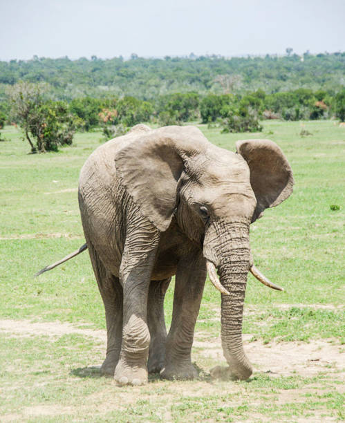 istock Laikipia ,Kenya wildlife  Pictures 1403623780