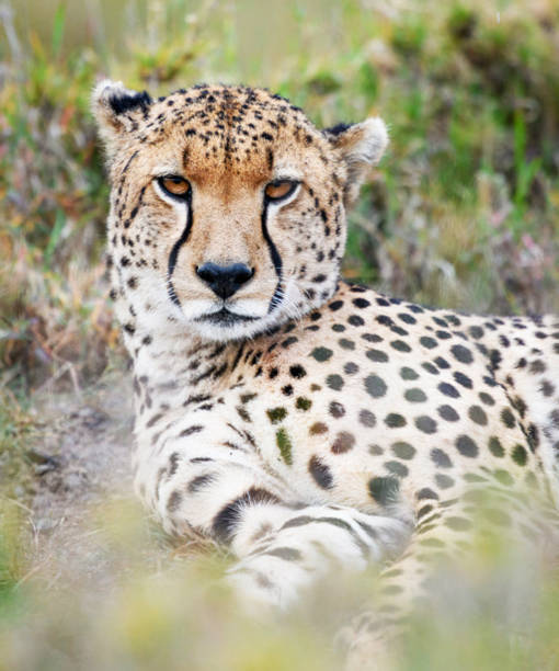 istock Laikipia ,Kenya wildlife  Pictures 1403623862