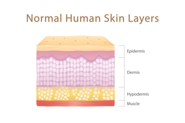 ilustraciones, imágenes clip art, dibujos animados e iconos de stock de cubo de capas de piel humana normal con músculo - dermis