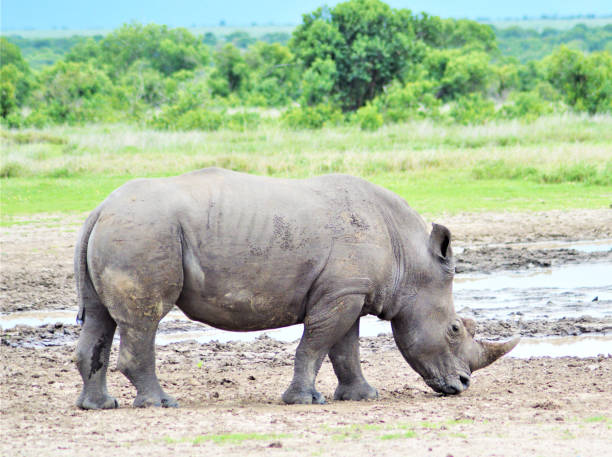 istock Laikipia ,Kenya wildlife  Pictures 1403624132