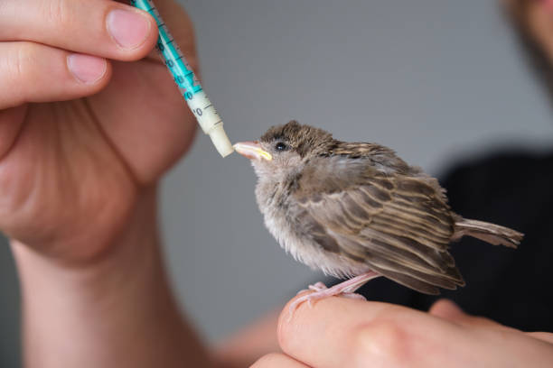 cross-species transmission virus, zoonosis
