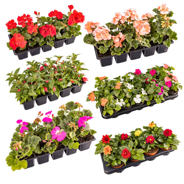 istock Set of beautiful summer balcony flowers 1403625012