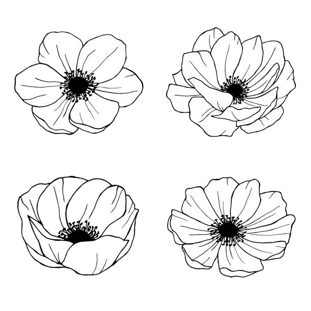 anemone handgezeichnete illustrationen linie kunst blumen - windröschen stock-grafiken, -clipart, -cartoons und -symbole