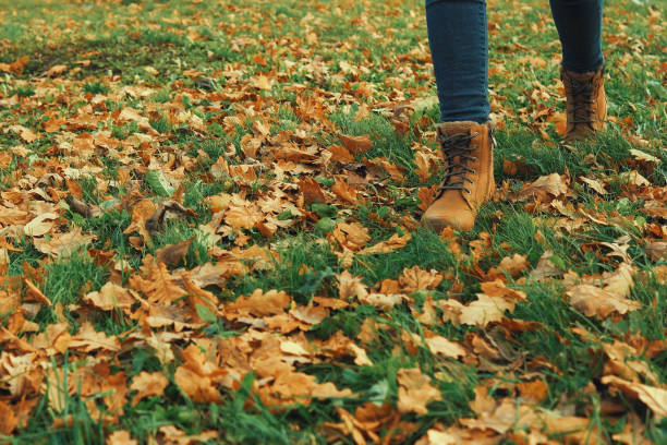 istock Human wearing brown leather boot and walking in fallen oak leaves. 1403626176