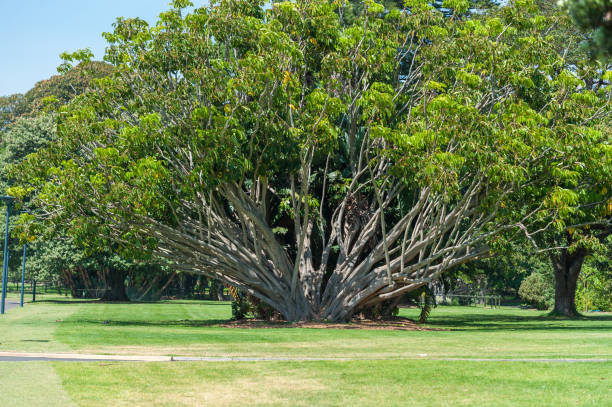 istock Royal Botanic Gardens in Sydney, Australia 1403626767