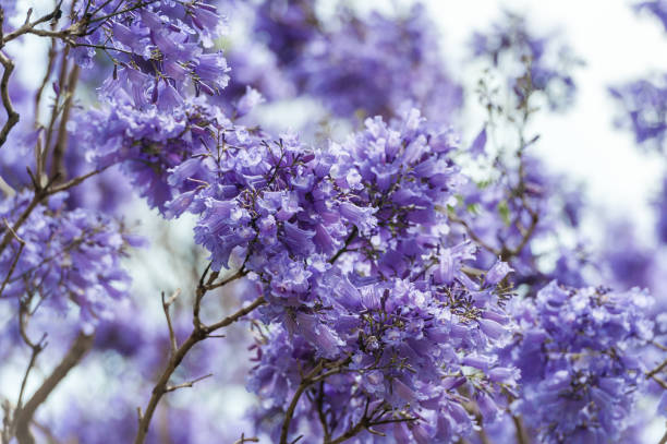 istock Blooming Blue Jacaranda Tree in Sydney Royal Botanic Gardens. Australia 1403626893