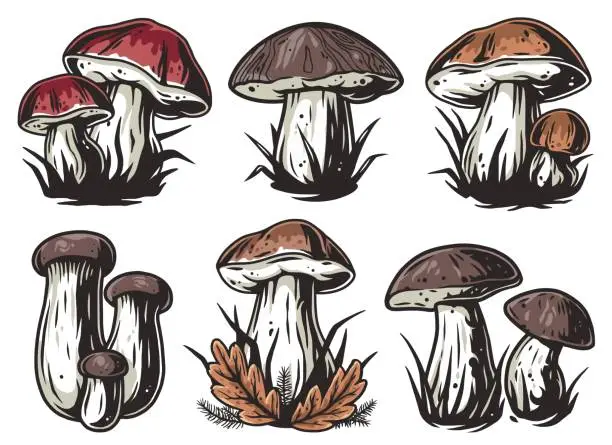 Vector illustration of Mushroom picking porcini, cep or boletus fungi