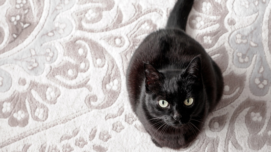 Black Cute Cat Looking At Camera, Carpet Pattern Background, Interior Home