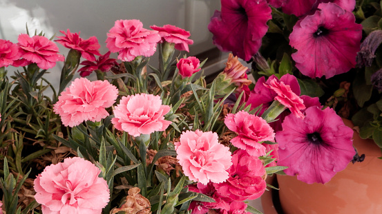 Carnation Flower Opened in Front of the Window, Potted Plant