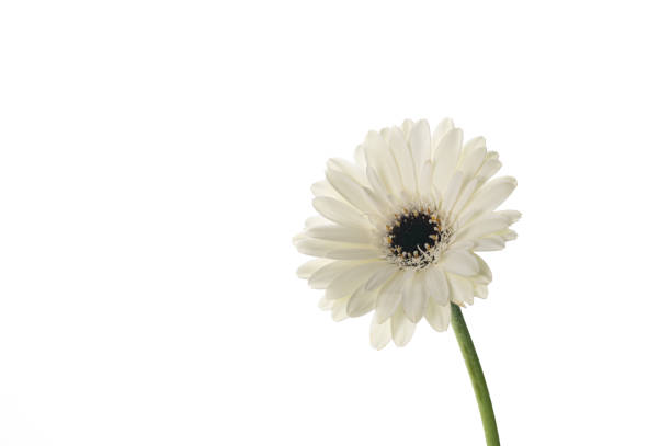 White gerbera on white background Closeup of a single white gerbera on a white background white gerbera daisy stock pictures, royalty-free photos & images