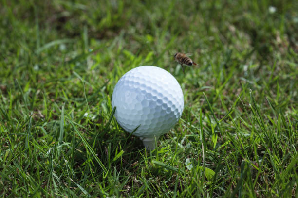 istock Golf ball at grass court 1403629398
