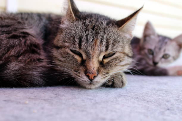 istock Gray cat sleeps with his head on his paws 1403630110